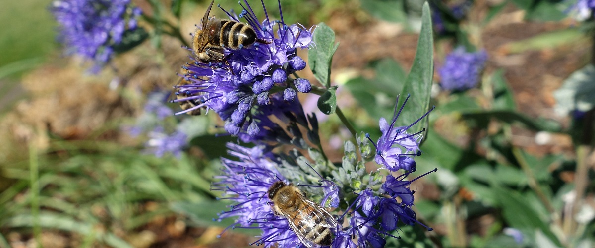 caryopteris (ořechokřídlec)